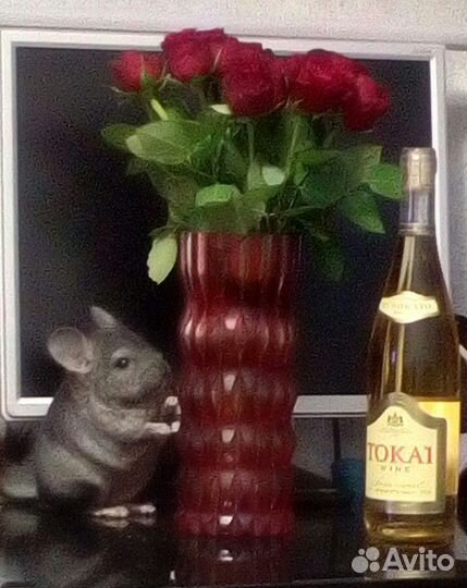 Продам шиншилла