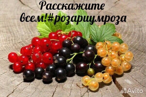 Рассада саженцев