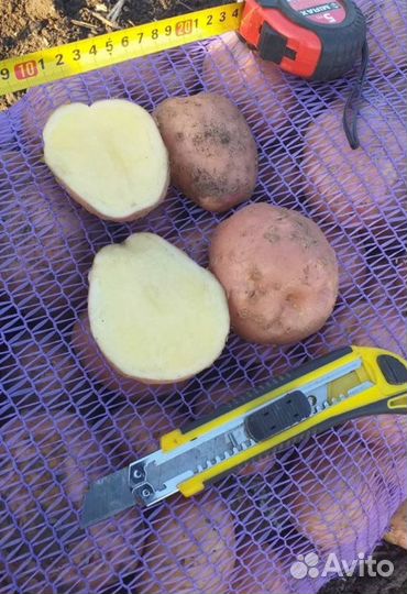 Картофель оптом