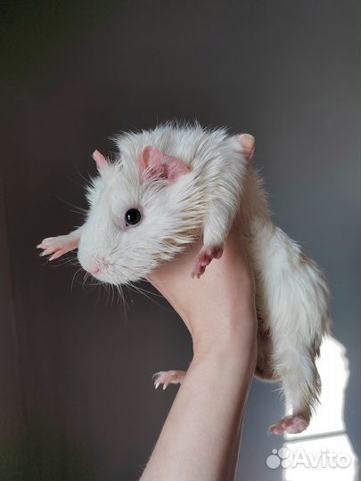 Морская свинка розетка