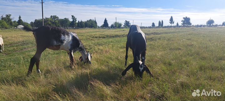 Англо нубийские козы