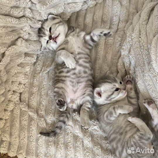 Британские котята