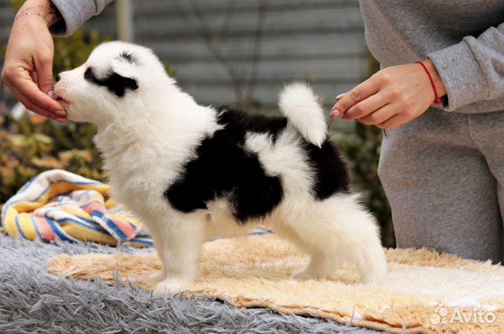 Щенки якутской лайки