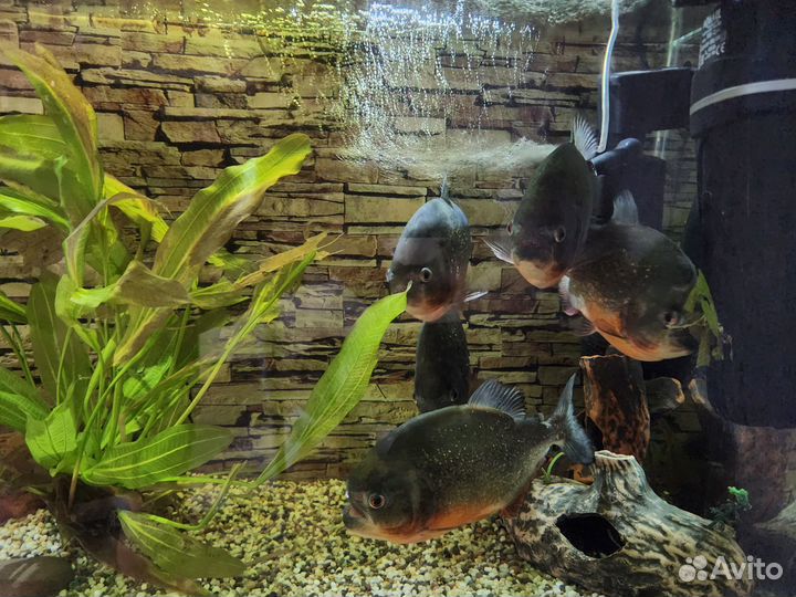 Пираньи Натерера