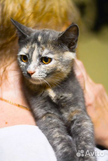 Кошечка Пэппа 2,5 месяца