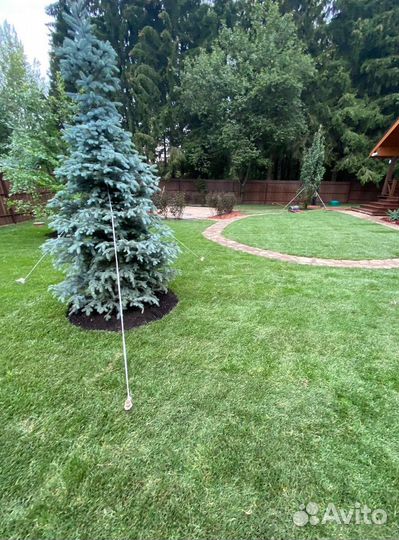 Рулонный газон