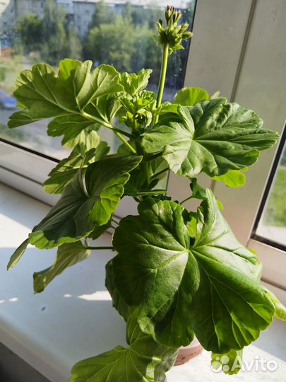 Пеларгония Австралиан Пинк (герань)