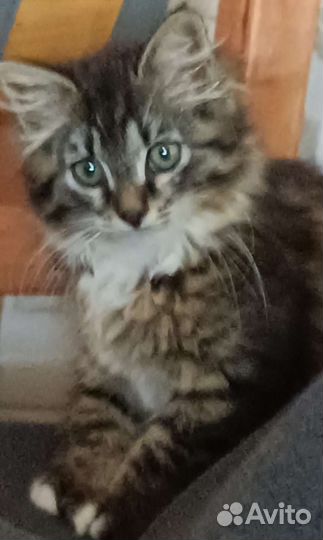 Пушистый Котенок девочка в добрые руки