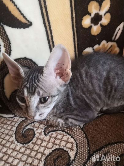 Котятки в добрые руки