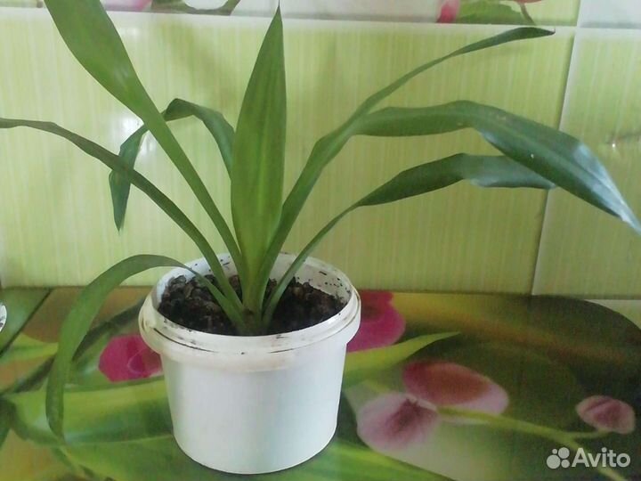 Пальма юкка