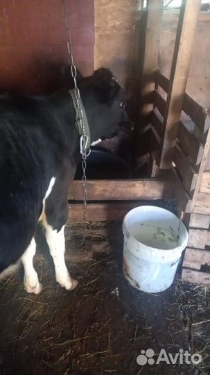 Продаю телку голштинской породы