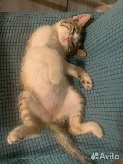 Отдам котенка в добрые руки