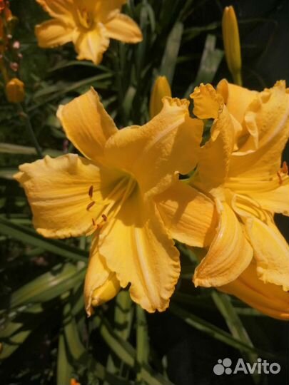 Лилейники сортовые