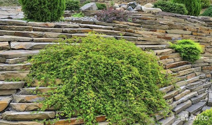 Стефанандра криспа