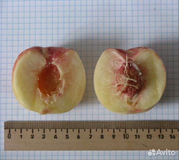 Персик Киевский ранний