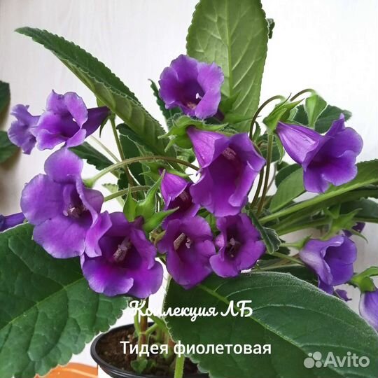 Глоксиния тидея