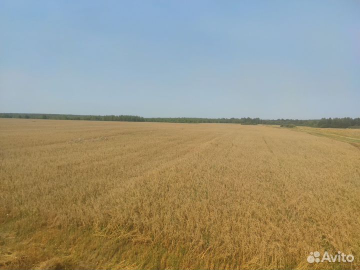 Овес семенной