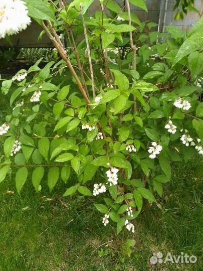 Дейция (кустарник)