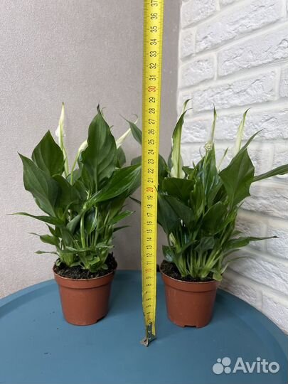 Спатифилум женское счастье комнатные цветы