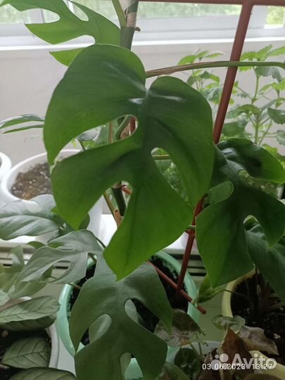 Ароидные и другие