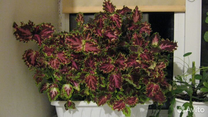 Обмен 4 любых моих на 1 ваш отросток бегонии