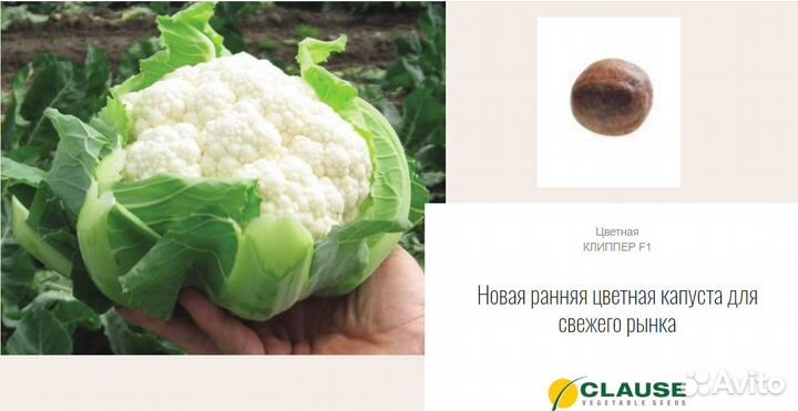 Семена Капуста цветная Клиппер F1