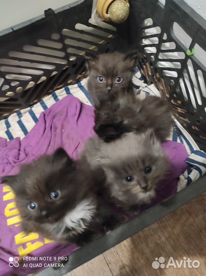 Котята в добрые руки