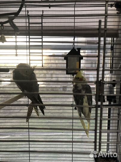 Попугаи корелла