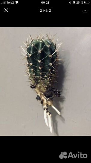 Кактус эхинопсис (нежно-розовые цветы)