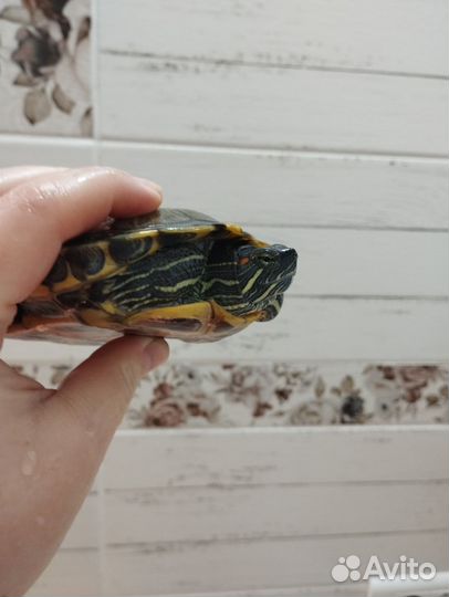 Черепаха бесплатно