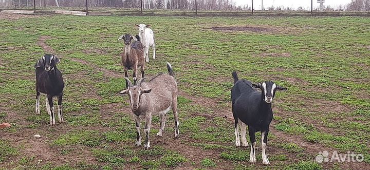 Коза дойная с козлятами