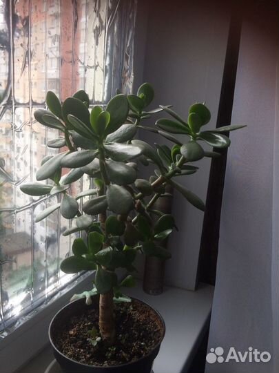 Толстянка денежное дерево