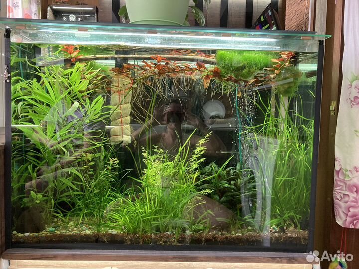 Аквариумные растения “Лимонник»