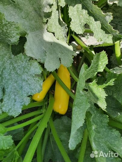 Алоэ, тыква, кабачки