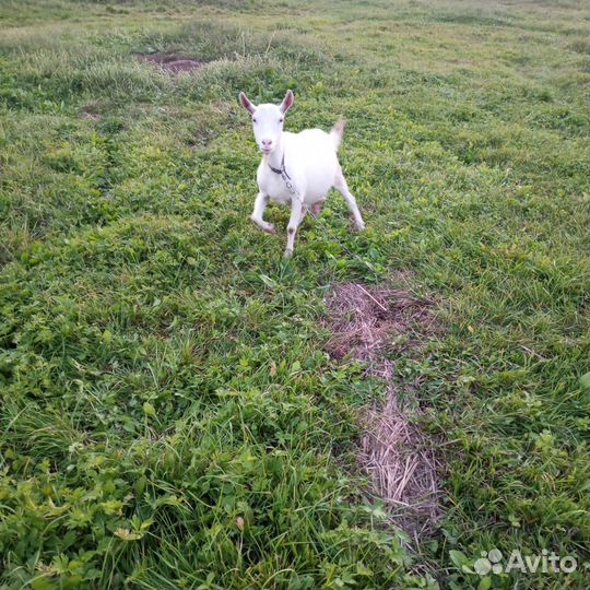 Зааненская дойная коза