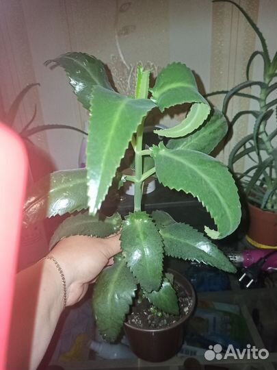 Каланхоэ лечебное