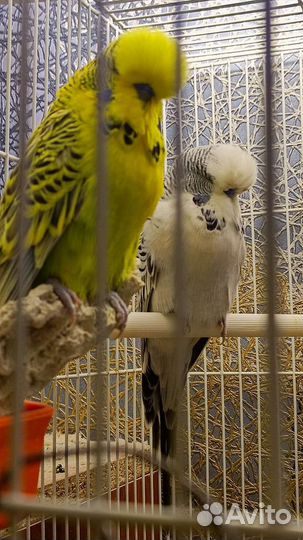 Чистокровные выставочные волн. попугаи (ввп) Чехи