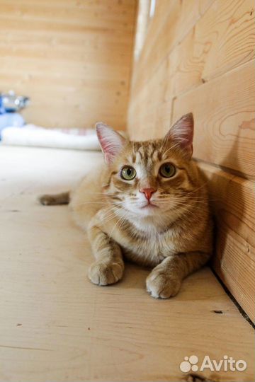 Кот Рыжик в добрые руки