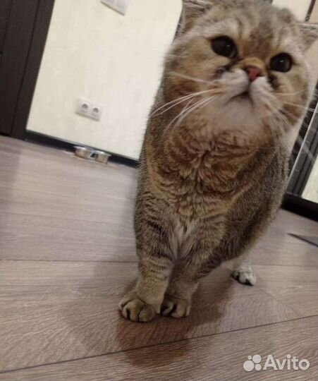 Шотландский кот