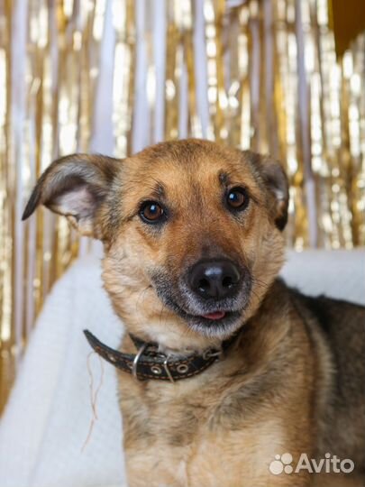 Чедесная ласковая Лакки хочет домой