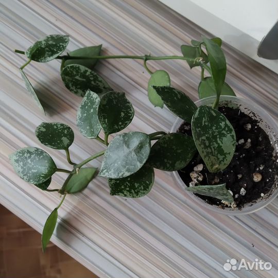 Хойи Лакуноза Эскимо