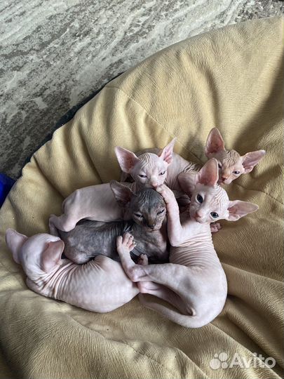 Канадский сфинкс