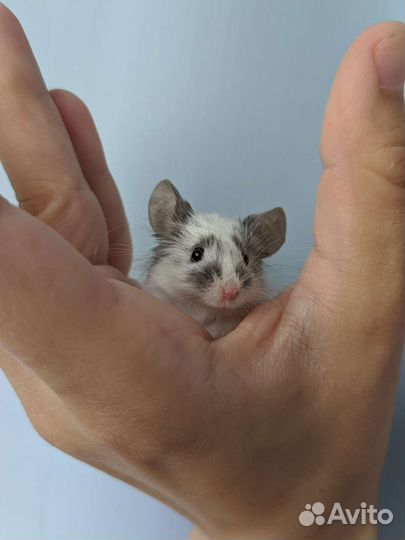 Декоративные мыши