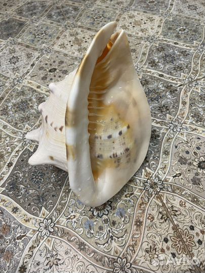 Морские ракушки раковины