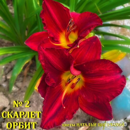 Многолетние Лилейники сортовые