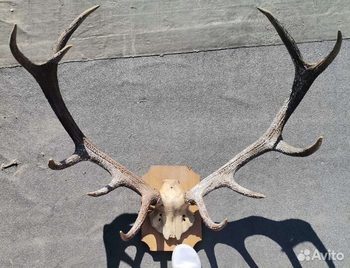 Рога польского оленя
