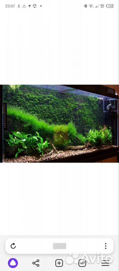 Яванский мох