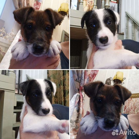 Отличные фоксы