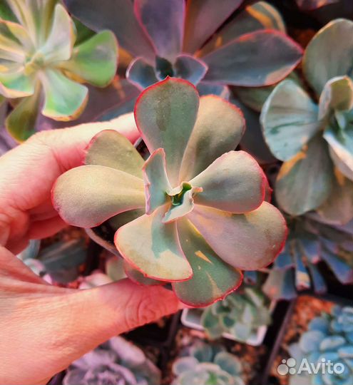 Редкие суккуленты часть 1