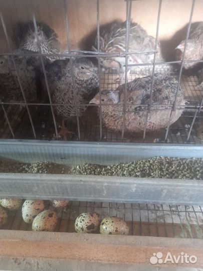 Перепелки несушки, бройлеры